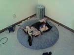 Play dead!!!!