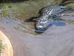 The Melbourne zoo, in...