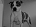 Posted by CT Pitbull